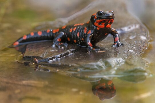 Fire salamander, salamandra salamandra, amphibians, amphibians, caudata, amphibians, amphibians, mirror, red, tail amphibians, mirror image