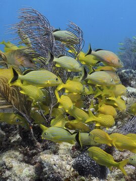 A shoal of yellow French grunts (Haemulon flavolineatum) and bluestriped grunt (Haemulon sciurus) moving through a coral reef, dive site John Pennekamp Coral Reef State Park, Key Largo, Florida Keys, Florida, USA