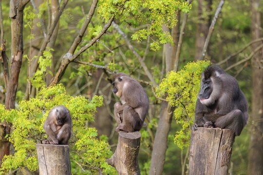 Three Drills (Mandrillus leucophaeus), a male and two females, sit high up on the three stumps of a cut tree and enjoy the early sunlight. A green forest can be seen in the background