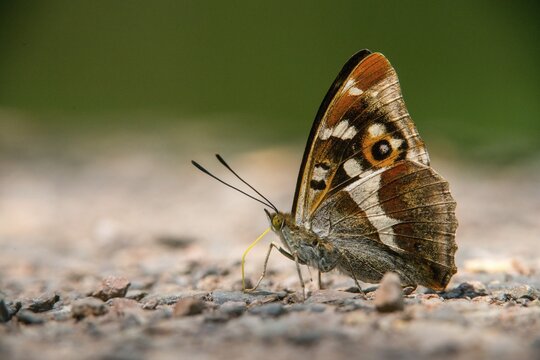 Apatura Iris, Large Schiller Butterfly, Purple Emperor, Butterfly, Insects, Butterfly, Butterflies