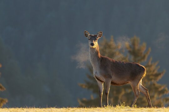 A female red deer (Cervus elaphus) stands in the first light of day on a meadow covered in hoar frost. Its breath condenses in the cold air. A forest can be seen in the background