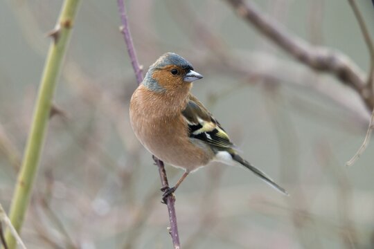 Chaffinch, Fringilla Coelebs, Birds, Male, Passeri, Songbirds, Birds