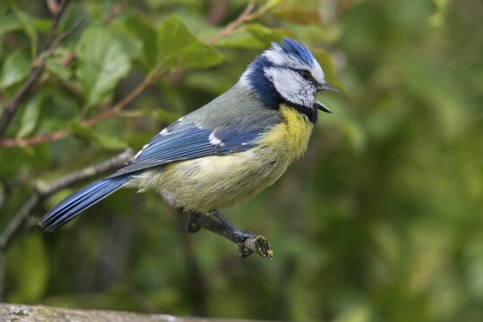 Blue tit, parus caeruleus, birds, call, tit, passeri, call, songbirds, songbirds, tits, birds