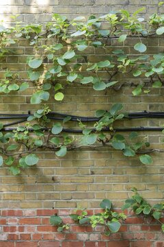 A kiwi or Chinese gooseberry (Actinidia deliciosa) growing on a wall, Chelsea Physic Garden, a historic botanical garden and the oldest botanical garden in London, founded in 1673 by the Worshipful Society of Apothecaries, Chelsea, England, United Kingdom