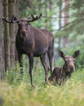 Alces alces, artiodactyla, elk, even-toed ungulate, mosses, cloven-hoofed, high size, portrait, mammals, mammals