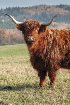 Artiodactyla, bos primigenius f. taurus, even-toed ungulate, highland cattle, kyloe, cloven-hoofed, Scottish highland cattle, domesticated animals, extensive grazing, pet, highland cattle, mammals, cattle, mammals, wild pastures