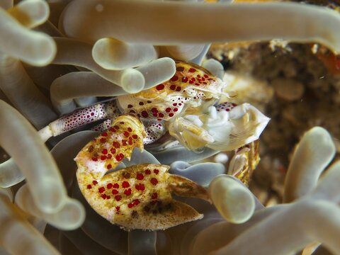 Yellow-red crab with dots, spotted porcelain crab (Neopetrolisthes maculatus), hidden in a sea anemone. Dive site SD, Nusa Ceningan, Nusa Penida, Bali, Indonesia