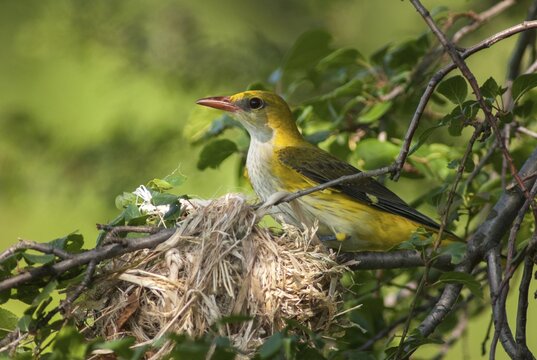 Golden oriole, oriolus oriolus, birds, Bulgaria, female, passeri, songbirds, songbirds, birds, female