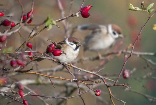 Tree Sparrow, Passer Montanus, Sparrow, Tree Sparrow, Autumn, Birds, Hedge, Autumn, Passeri, Songbirds, Sparrow, Sparrow, Sparrow, Sparrow, Sparrow, Sparrow, Sparrow, Birds
