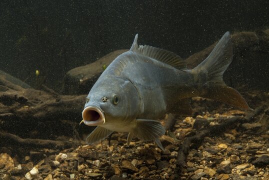 Carp, Cyprinus carpio, carp, fish, fishes, leather carp, pisces, mirror carp