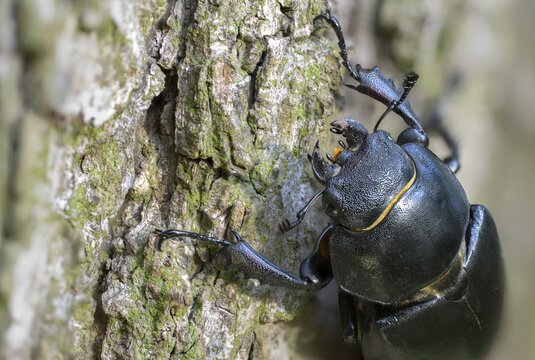 Thundergugi, firecracker, stag beetle, hornschr&ouml;ter, Lucanus cervus, Schr&ouml;ter, Beetle, Coleoptera, female, insects, beetles, stag beetle, female