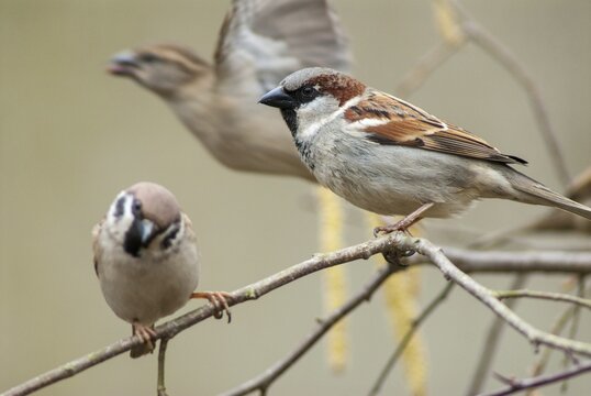 Tree Sparrow, House Sparrow, Passer Domesticus, Passer Montanus, Sparrow, Tree Sparrow, Birds, Male, Male, Passeri, Songbirds, Sparrow, Sparrow, Sparrow