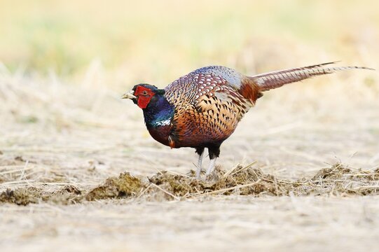 Pheasant or common pheasant (Phasianus colchicus), cock, North Rhine-Westphalia, Germany