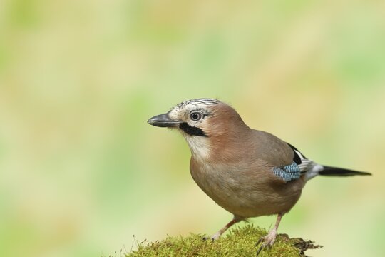 Eurasian jay (Garrulus glandarius), sitting on mossy forest floor, Wilden, North Rhine-Westphalia, Germany