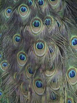 Colourful peacock feathers of Scalloped ribbonfish (Pavo cristatus) with a distinct eye pattern, South Africa