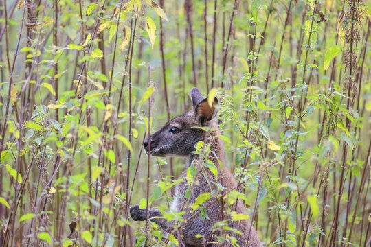 A red-necked wallaby (Macropus rufogriseus) sits on a cloudy day amidst tall, dense clumps of stinging nettles, eating the leaves. Eastern Australia, Tasmania, islands of Bass Strait