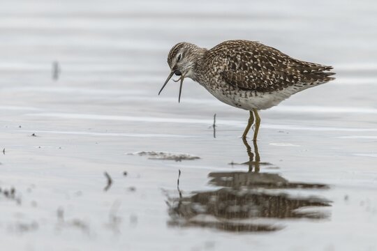 Bruchwasserlaeufer, tringa glareola, wood sandpiper, birds, charadriiformes, swamps, limikolen, pellet, snipe birds, scolopacidae, bales, birds, waders, waders