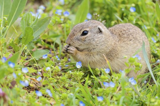 An adult ground squirrel (Spermophilus citellus) eats leaves and flowers on a cloudy day in a green meadow. Austria