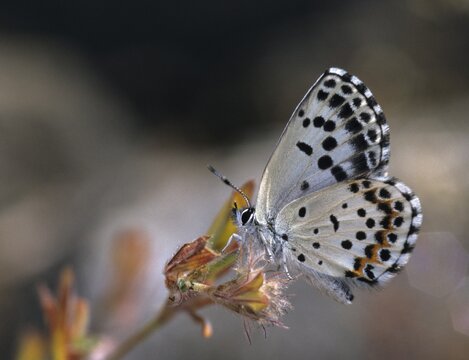 Chequered blue, bluebird, Scolitantides Orion, butterfly, insects, butterfly, butterflies