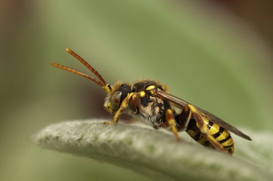 Hymenoptera, Lathbury's Nomad, Nomada Lathburiana, redheaded wasp bee, insects, wild bees