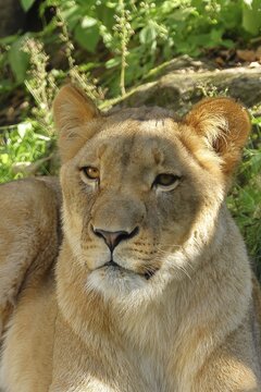 African lion (Panthera Leo), lioness, animal portrait, frontal view, captive, North Rhine-Westphalia, Germany