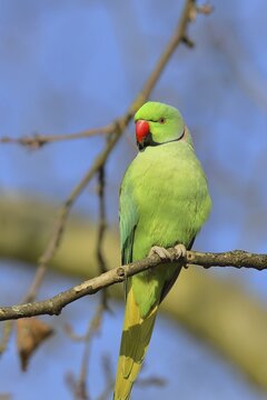 Rose-ringed parakeet (Psittacula krameri) sitting on a branch, palace gardens Biebrich, Wiesbaden, Hesse, Germany