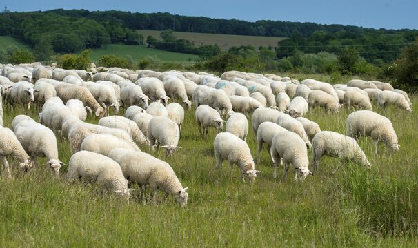 Artiodactyla, domestic sheep, even-toed ungulate, Germany, domestic sheep, nabu, natural heritage, Ovis Gmelini aries, cloven-hoofed, Thuringia, wind knobs, cultivated landscape, domesticated animals, pet, hut, herding, cultural landscape, landscape, mammals, nature reserve, sheep, sheep, mammals, migrating shepherd