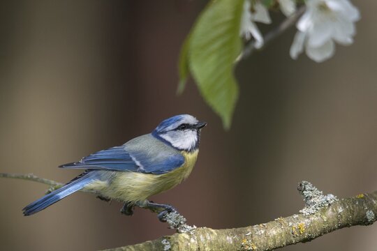 Blue tit, fruit tree blossom, parus caeruleus, birds, spring, tits, passeri, songbirds, songbirds, jump, tits, birds