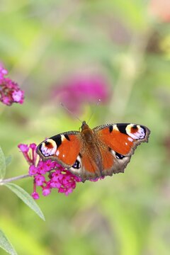 Peacock butterfly (Inachis io) sucking nectar on butterfly bush (Buddleja davidii), in a natural environment in the wild, close-up, wildlife, insects, butterflies, butterflies, Wilnsdorf, North Rhine-Westphalia, Germany