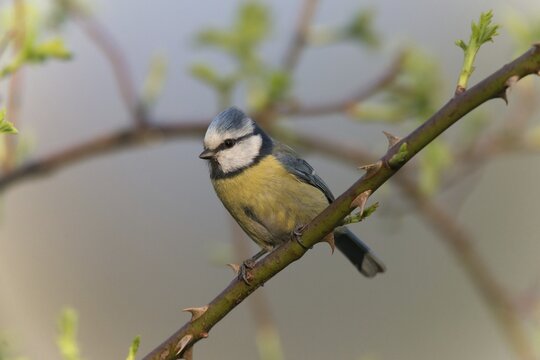 Blue tit, parus caeruleus, birds, tits, passeri, songbirds, songbirds, tits, birds