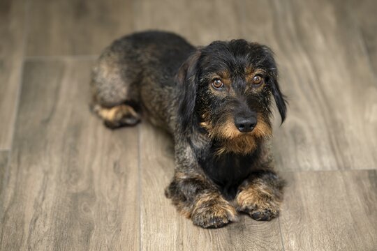 Rough-haired dachshund, male, 3 years, lying on parquet, Stuttgart, Baden-W&uuml;rttemberg, Germany