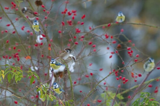 Blue tit, tree sparrow, dog rose, parus caeruleus, passeri, plants, snow, songbirds, sparrow, sparrow, sparrow, sparrow, sparrow, sparrow, sparrow, sparrow, sparrow, sparrow, sparrow, sparrow, sparrow, sparrow, sparrow, sparrow, sparrow, sparrow, birds