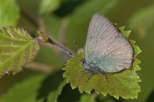 Blackberry tip, Callophrys Rubi, Finland, Gren Hairstreak, green pointed fallow, butterfly, insects, butterfly, butterflies