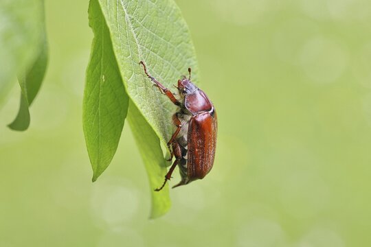 May beetle, wood cockchafer (Melolontha hippocastani), female, on leaf of a willow (Salix caprea), close-up, Wilnsdorf, North Rhine-Westphalia, Germany