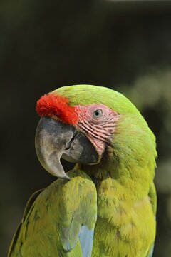 Great green macaw (Ara ambigua), animal portrait, captive, Herborn-Uckersdorf Zoo, Hesse, Germany