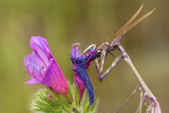 Empusa pennata, crested mantis, Conehead mantis, Extremadura, mantis, insects, Spain