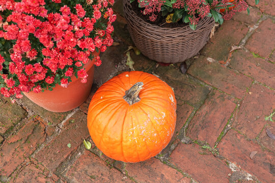Bright orange pumpkin sits on brick pathway next to pots of red flowers in fall setting