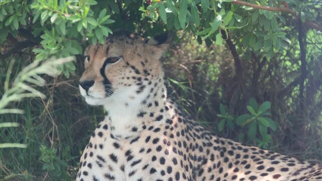 Wild cheetah resting under green bushes, majestic African predator in natural habitat, spotted cheetah cat seeking shade in the savanna