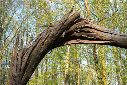 For&ecirc;t apr&egrave;s une temp&ecirc;te. H&ecirc;tre cass&eacute; et vrill&eacute;