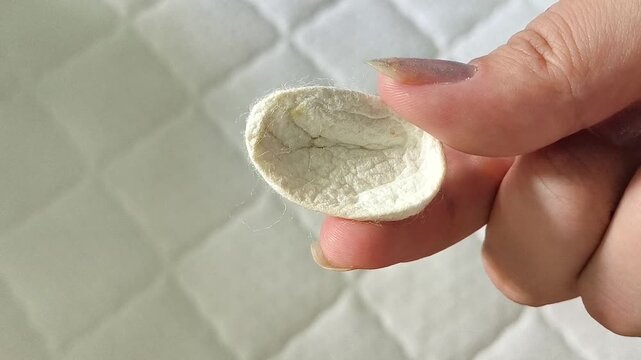 Close up of silkworm cocoon in hand, raw silk material for pillows, quilts and premium bedding.
