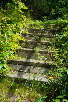 Overgrown wooden steps leading up through a lush garden