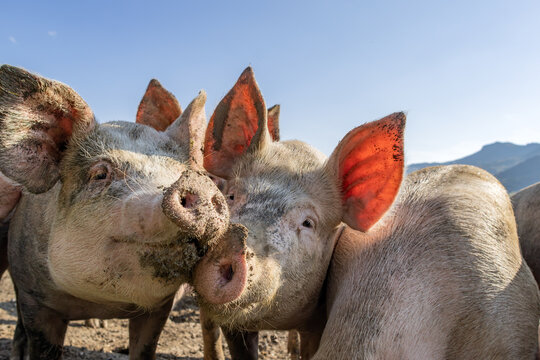 happy_pigs