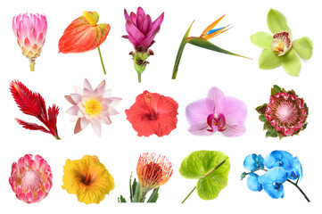 Fototapeta premium Bright tropical flowers isolated on white, set