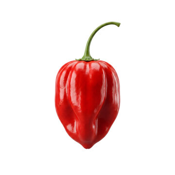 Fresh vibrant red habanero pepper isolated single organic vegetable produce culinary ingredient for spicy cooking with displays single glossy on transparent background