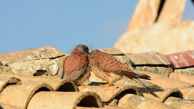 Male and female of Lesser kestrel.