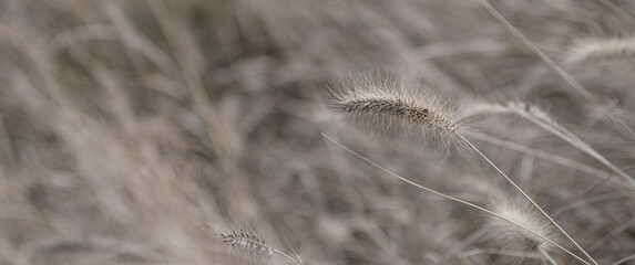 Obraz premium Panoramic select focue of bstract natural backgrounds, Black-white Natural floral background. Cogon grass with bokeh background