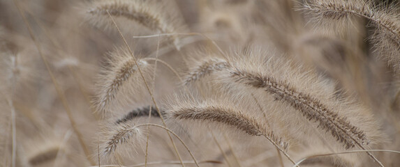 Obraz premium Panoramic select focue of bstract natural backgrounds, Black-white Natural floral background. Cogon grass with bokeh background