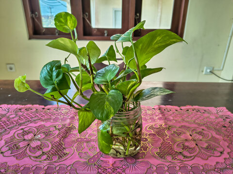 Golden pothos houseplant in a clear glass water jar.