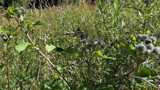 Wild burdock plant in green meadow with various grasses and wildflowers on sunny day