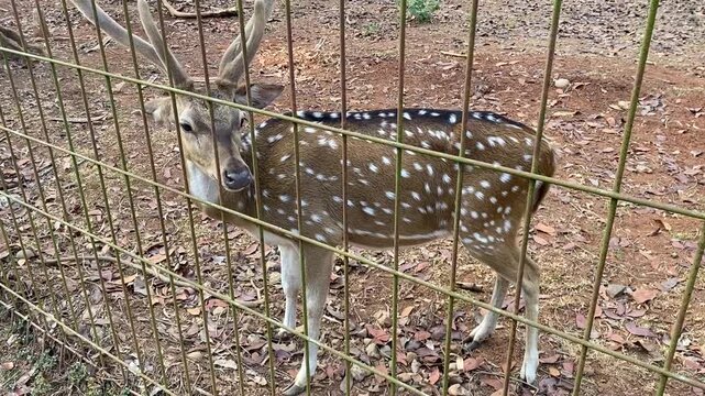 Deer in the parkin karawang Indonesia 04 agustus 2026